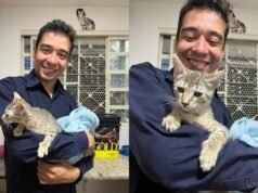 Psicólogo é condenado a 9 anos de prisão por maus-tratos contra 17 gatos