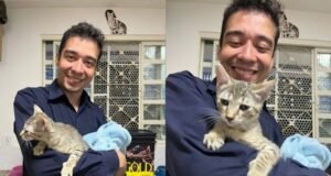 Psicólogo é condenado a 9 anos de prisão por maus-tratos contra 17 gatos