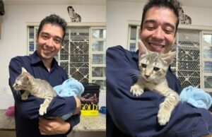 Psicólogo é condenado a 9 anos de prisão por maus-tratos contra 17 gatos