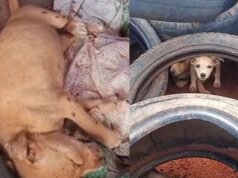 Cães em vulnerabilidade ocupam aterro sanitário de Baturité, apontam protetores ambientais