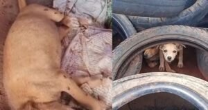 Cães em vulnerabilidade ocupam aterro sanitário de Baturité, apontam protetores ambientais