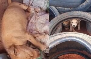 Cães em vulnerabilidade ocupam aterro sanitário de Baturité, apontam protetores ambientais