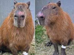 Seis homens são denunciados pelo MPRJ após agredir capivara na Ilha do Governador