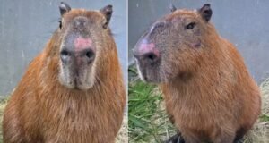 Seis homens são denunciados pelo MPRJ após agredir capivara na Ilha do Governador