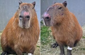 Seis homens são denunciados pelo MPRJ após agredir capivara na Ilha do Governador