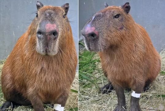 Seis homens são denunciados pelo MPRJ após agredir capivara na Ilha do Governador