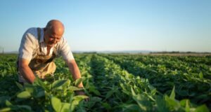 Agronegócio encara cenário desfavorável às vésperas do novo Plano Safra 2026/2027