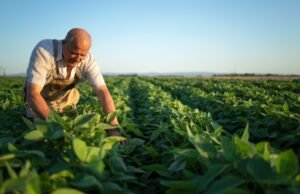 Agronegócio encara cenário desfavorável às vésperas do novo Plano Safra 2026/2027