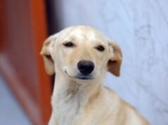 Guarda compartilhada de pets: confira detalhes da lei que trata sobre separação de casais e animais de estimação