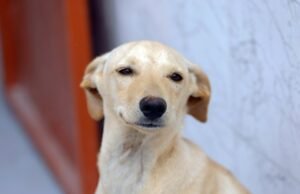 Guarda compartilhada de pets: confira detalhes da lei que trata sobre separação de casais e animais de estimação