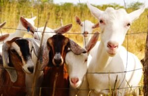 Audiência pública na Alece debate ataque de cães a rebanhos no Ceará