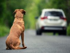 Câmara aprova urgência para projeto que prevê cassação da CNH por abandono de animais