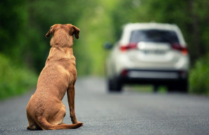 Câmara aprova urgência para projeto que prevê cassação da CNH por abandono de animais
