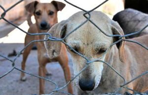 Sérgio Machado provoca debate sobre violência animal em Quixeramobim no programa Ponto de Vista da Sertão TV