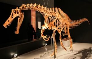 Fóssil de dinossauro retirado ilegalmente do Ceará será devolvido ao Brasil após mais de 30 anos na Alemanha