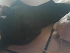 Envenenados pelo silêncio: a crueldade contra animais virou rotina em Quixeramobim