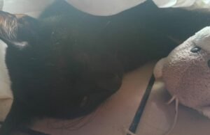 Envenenados pelo silêncio: a crueldade contra animais virou rotina em Quixeramobim