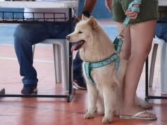 Governo do Ceará amplia atendimento do Giro Pet em quatro cidades nesta semana