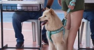 Governo do Ceará amplia atendimento do Giro Pet em quatro cidades nesta semana
