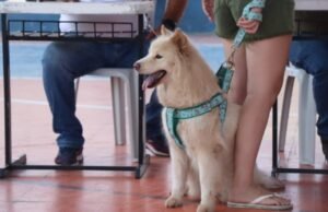 Governo do Ceará amplia atendimento do Giro Pet em quatro cidades nesta semana