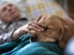 Animais terapeutas auxiliam na recuperação emocional de pacientes