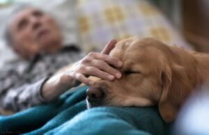 Animais terapeutas auxiliam na recuperação emocional de pacientes