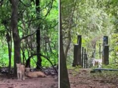 Criança de 8 anos sofre ataque de onça-parda em trilha na Chapada dos Veadeiros