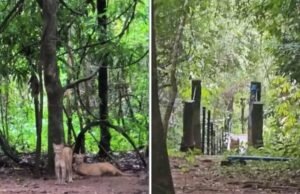 Criança de 8 anos sofre ataque de onça-parda em trilha na Chapada dos Veadeiros