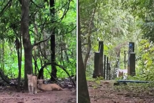Criança de 8 anos sofre ataque de onça-parda em trilha na Chapada dos Veadeiros