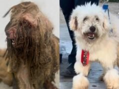 Justiça do Ceará determina indenização de R$ 7 mil para cão Scooby, vítima de maus-tratos em Fortaleza