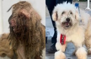 Justiça do Ceará determina indenização de R$ 7 mil para cão Scooby, vítima de maus-tratos em Fortaleza