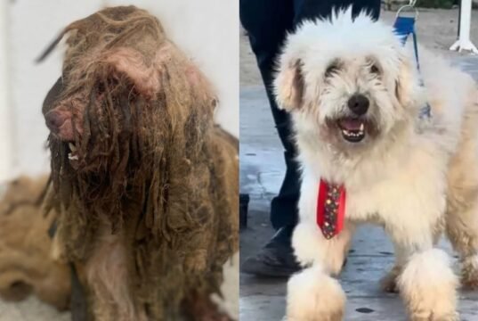 Justiça do Ceará determina indenização de R$ 7 mil para cão Scooby, vítima de maus-tratos em Fortaleza