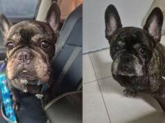 Família denuncia pet shop após morte de cão durante atendimento em Fortaleza
