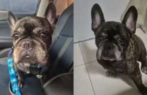 Família denuncia pet shop após morte de cão durante atendimento em Fortaleza