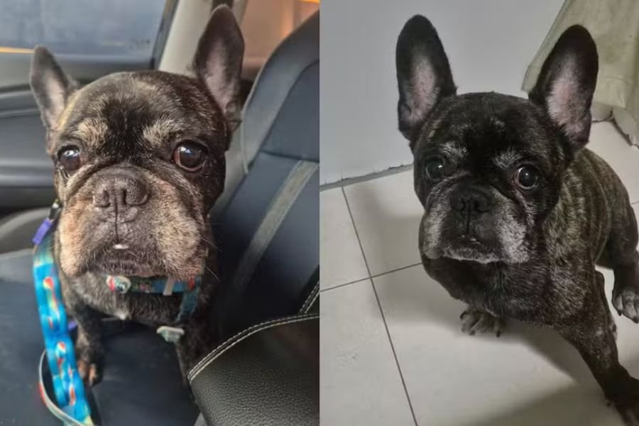 Cachorro - Animal