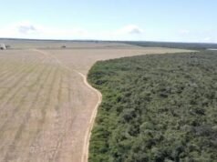 Ibama aplica R$ 2,2 milhões em multas após identificar plantio irregular de soja em área de Mata Atlântica no Ceará