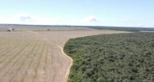 Ibama aplica R$ 2,2 milhões em multas após identificar plantio irregular de soja em área de Mata Atlântica no Ceará