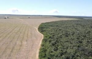 Ibama aplica R$ 2,2 milhões em multas após identificar plantio irregular de soja em área de Mata Atlântica no Ceará