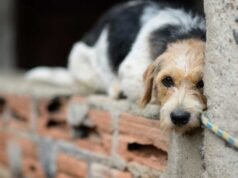 Ceará registra, em média, mais de 3 casos de maus-tratos contra animais por dia em 2026 e situação desafia órgãos de proteção