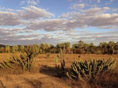 Sancionada lei que cria política nacional para recuperação e preservação da Caatinga