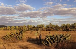 Sancionada lei que cria política nacional para recuperação e preservação da Caatinga
