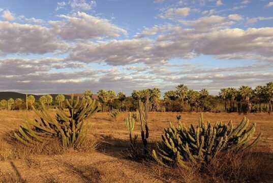 Sancionada lei que cria política nacional para recuperação e preservação da Caatinga