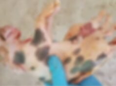 Caso raro: porco nasce com seis patas e dois quadris em Fortaleza