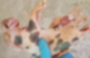 Caso raro: porco nasce com seis patas e dois quadris em Fortaleza