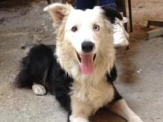 Conheça Tsunami, o cão que ajudou a encontrar 12 sobreviventes em área atingida por terremoto na Venezuela