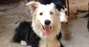 Conheça Tsunami, o cão que ajudou a encontrar 12 sobreviventes em área atingida por terremoto na Venezuela