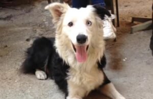 Conheça Tsunami, o cão que ajudou a encontrar 12 sobreviventes em área atingida por terremoto na Venezuela