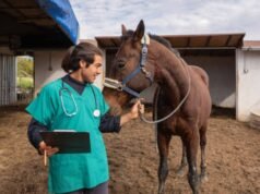 Exercício ilegal da medicina veterinária passa a ser crime no Brasil a partir desta segunda, 8