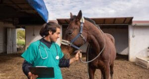 Exercício ilegal da medicina veterinária passa a ser crime no Brasil a partir desta segunda, 8