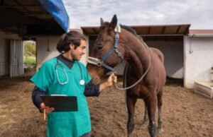 Exercício ilegal da medicina veterinária passa a ser crime no Brasil a partir desta segunda, 8
